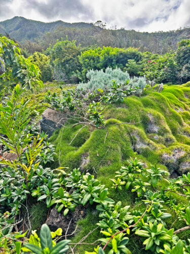 Photo of the Day: Old Wailuku Heights